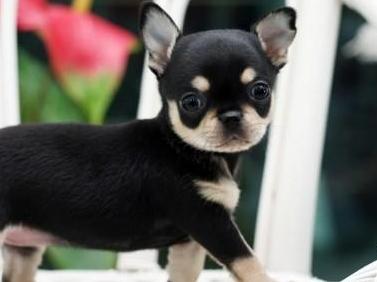 犬百科大全,犬种百科之安纳托利亚牧羊犬