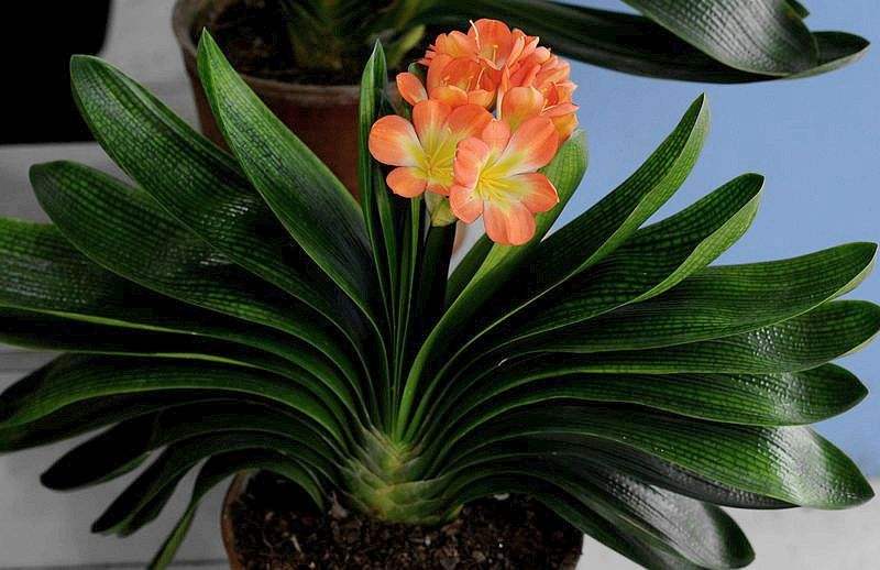君子兰的叶片长得怎么样是正常,君子兰什么样的叶子开花好看