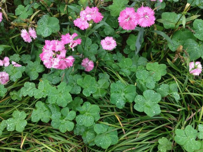 带你看看农村的野花野草,农村常见的野花野草全都认识