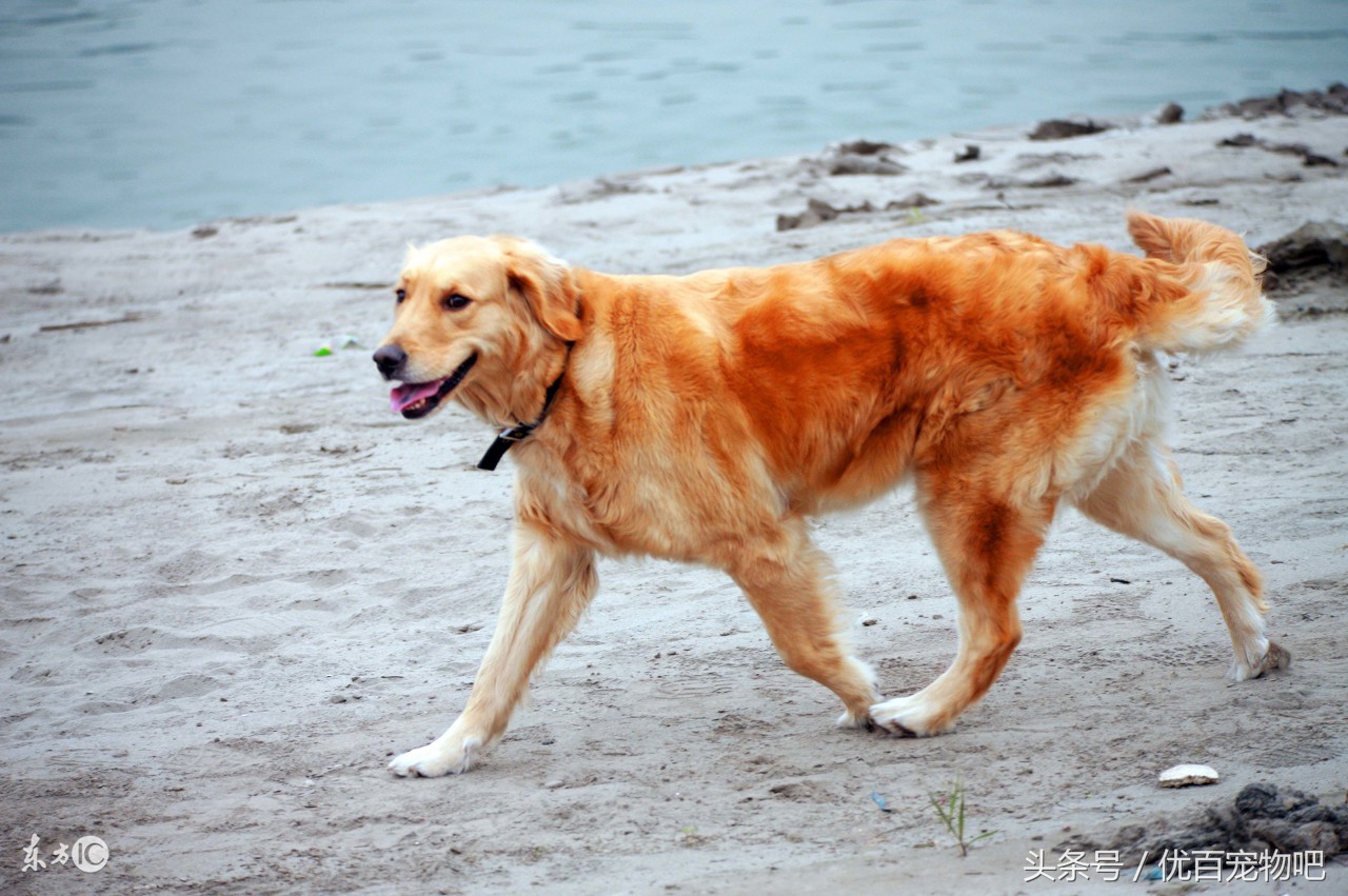 金毛当妈妈的时候我们做家长的需要注意什么？