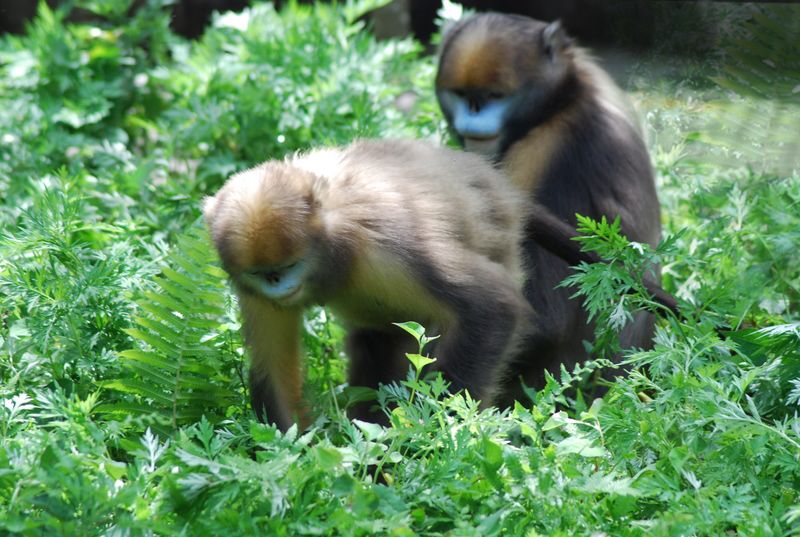 每只黔猴都需要一包“去污粉”