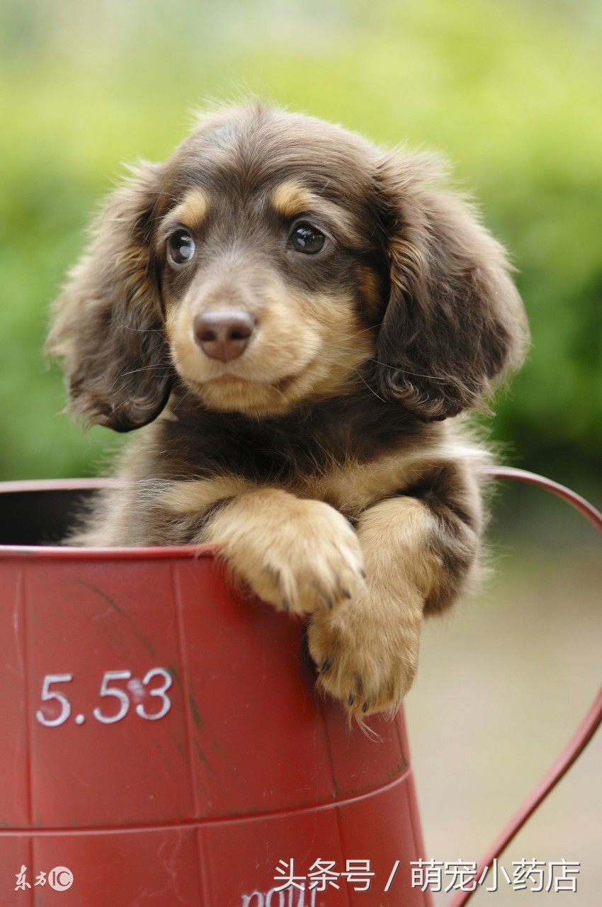 如果养狗一年能花多少钱,如果养狗你会选哪一只