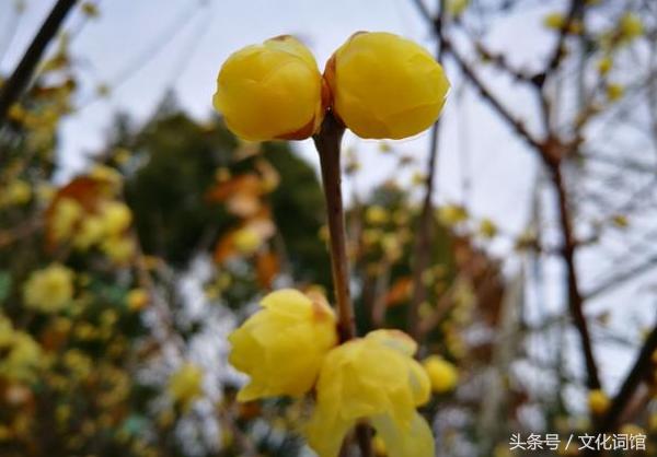 赞美腊梅的诗句,腊梅古诗有哪些