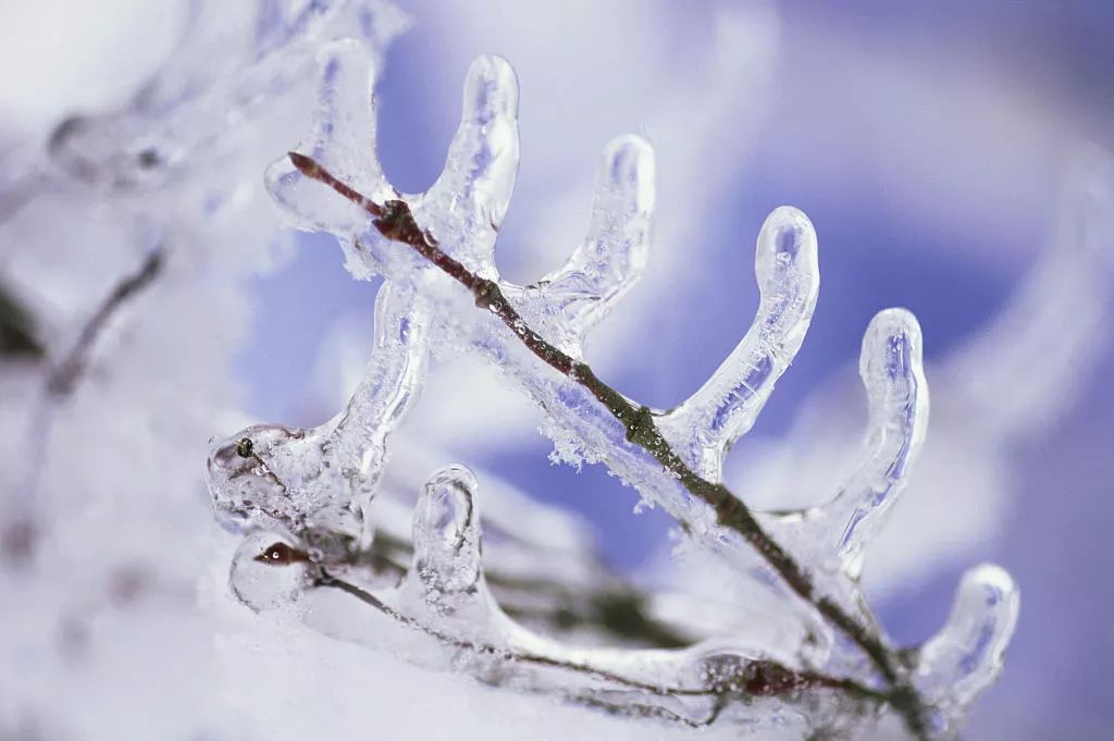 寒气席卷、叶汽成霜……陕西6处大美雾凇奇景上线！