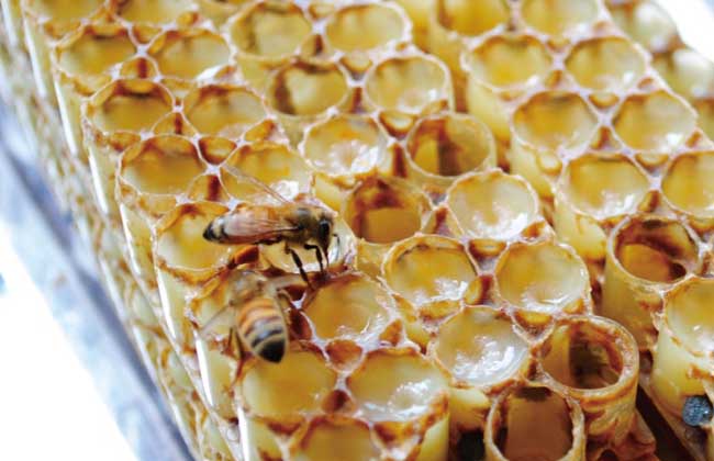 蜂王浆哪个品牌好多少钱一斤,99元一斤蜂王浆质量咋样