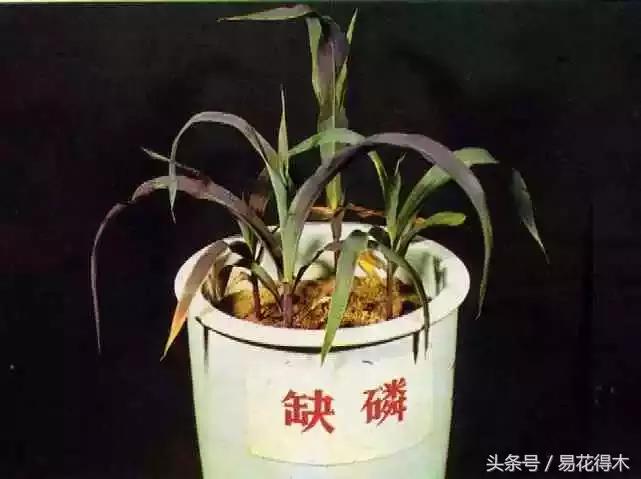 花卉黄叶怎么处理最简单的方法,让花卉快速生长不黄叶的小方法