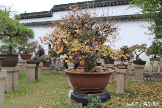 花卉黄叶怎么处理最简单的方法,让花卉快速生长不黄叶的小方法