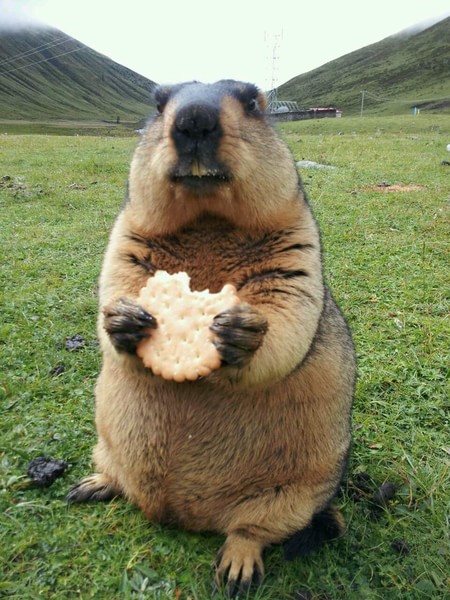 你适合养什么宠物图片大全,你适合养什么小宠物程序