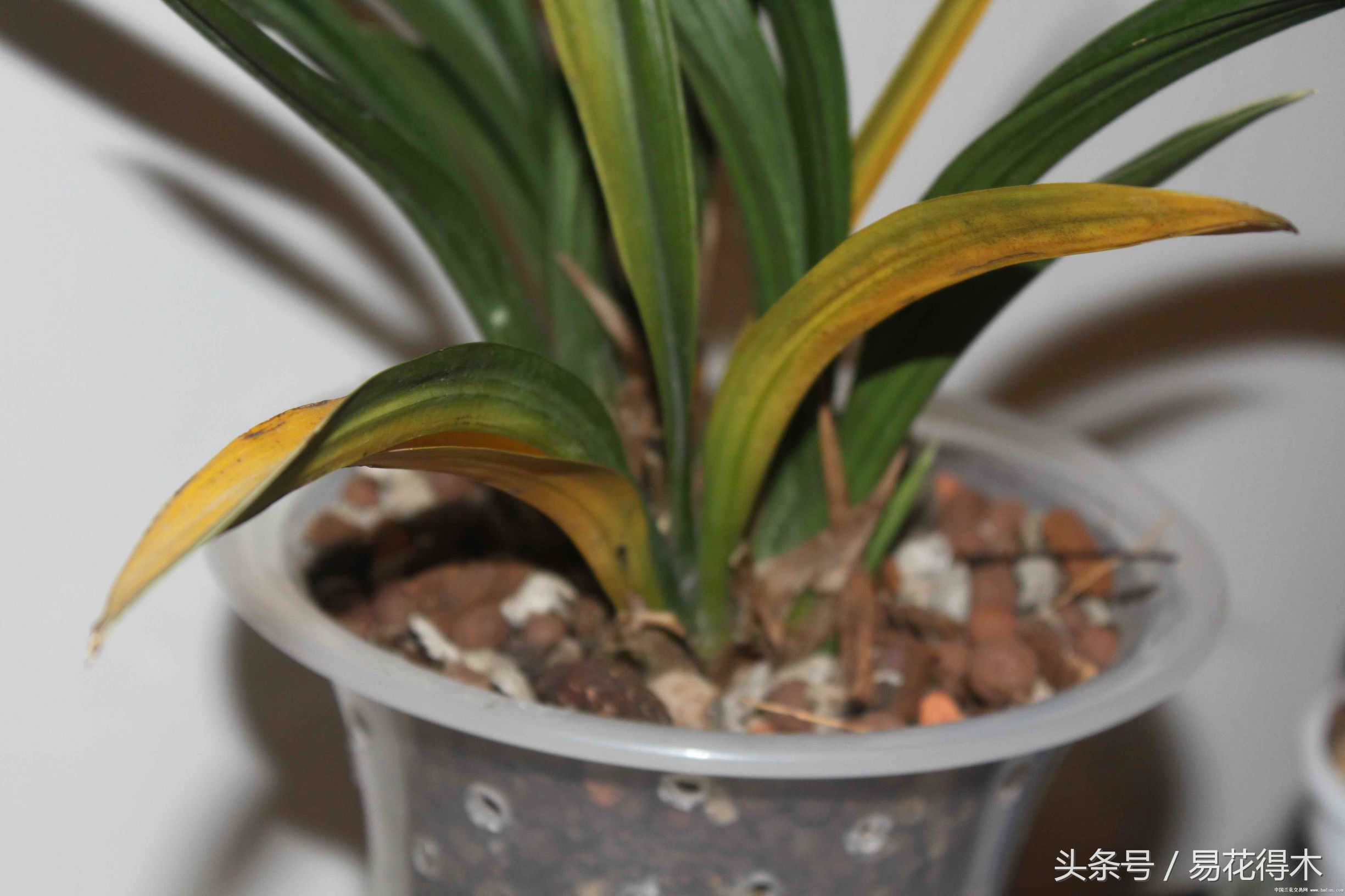 花卉黄叶怎么处理最简单的方法,让花卉快速生长不黄叶的小方法