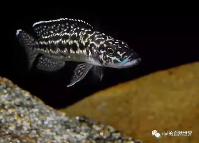 「鱼标本戏说非洲慈鲷」第二章:威严庄重的坦湖酋长——大型炮弹