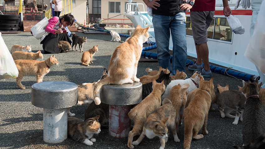星球·探索｜日本十大萌宠大放送