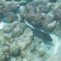 马尔代夫神仙珊瑚岛攻略,马尔代夫神仙珊瑚岛视频