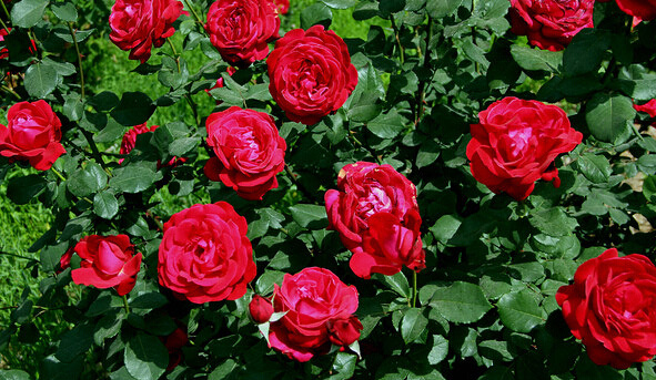 云南玫瑰基地攻略,伟大的五一