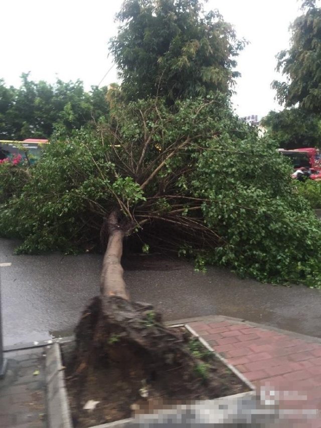 昨夜的狂风完整版,昨夜的狂风原版