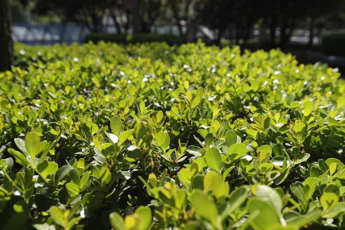 旗舰风范再临佳能EOS1DXMarkII评测