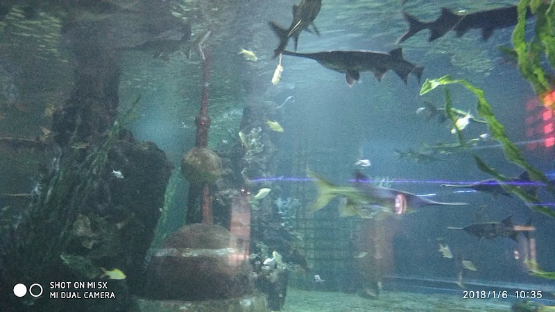 自驾安徽行13天——第一篇开封东京极地海洋馆