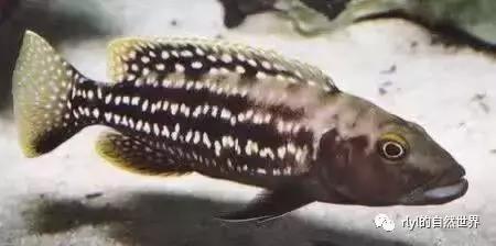 「鱼标本戏说非洲慈鲷」第二章：威严庄重的坦湖酋长——大型炮弹