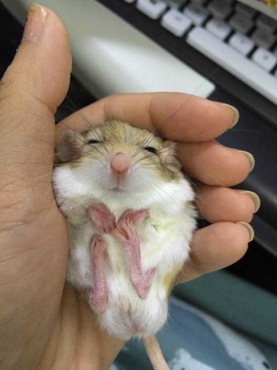 你适合养什么宠物图片大全,你适合养什么小宠物程序