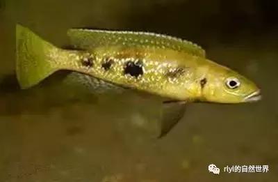 「鱼标本戏说非洲慈鲷」第二章:威严庄重的坦湖酋长——大型炮弹