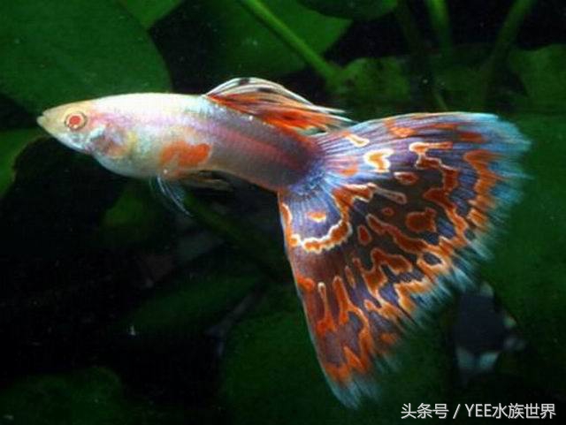 鱼缸过滤用海绵好还是过滤棉好,1.5米鱼缸过滤系统制作教程