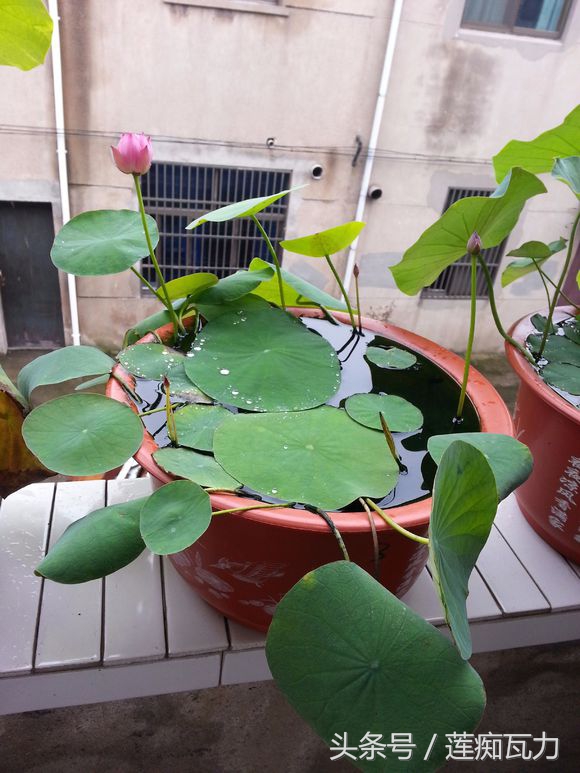 荷花种在桶里再放在缸里,碗莲这种放在碗里就能开花的荷花