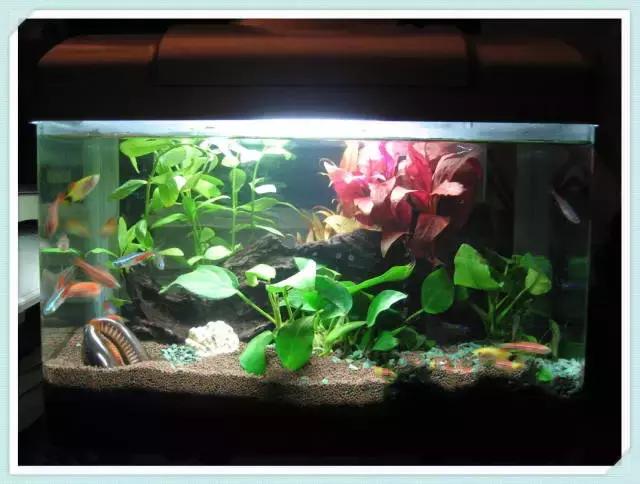 全红孔雀鱼饲养难度,用收纳箱饲养孔雀鱼