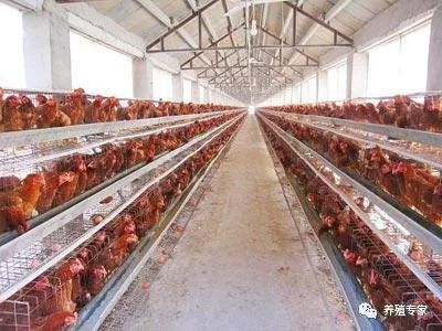 光照强度和光照时间对蛋鸡的影响,蛋鸡光照时间过长有什么影响