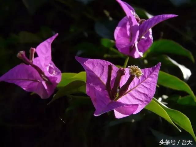 常见花卉盆栽图片大全及花名,常见园林花卉图片及名称简介