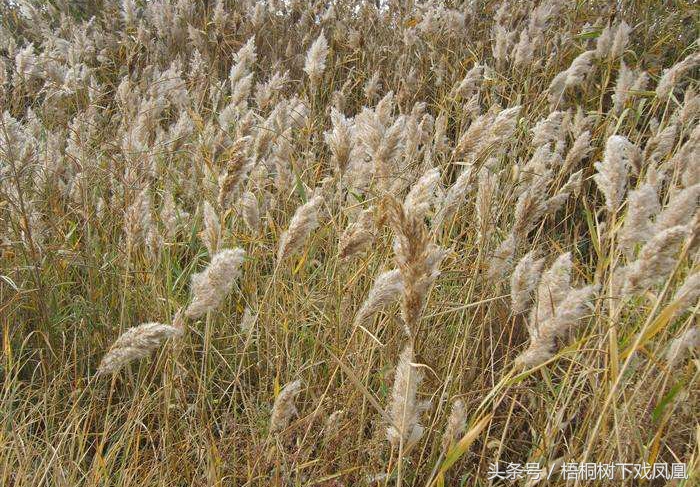 过去农村的孩子冬天穿什么,小时候农村冬天穿的鞋