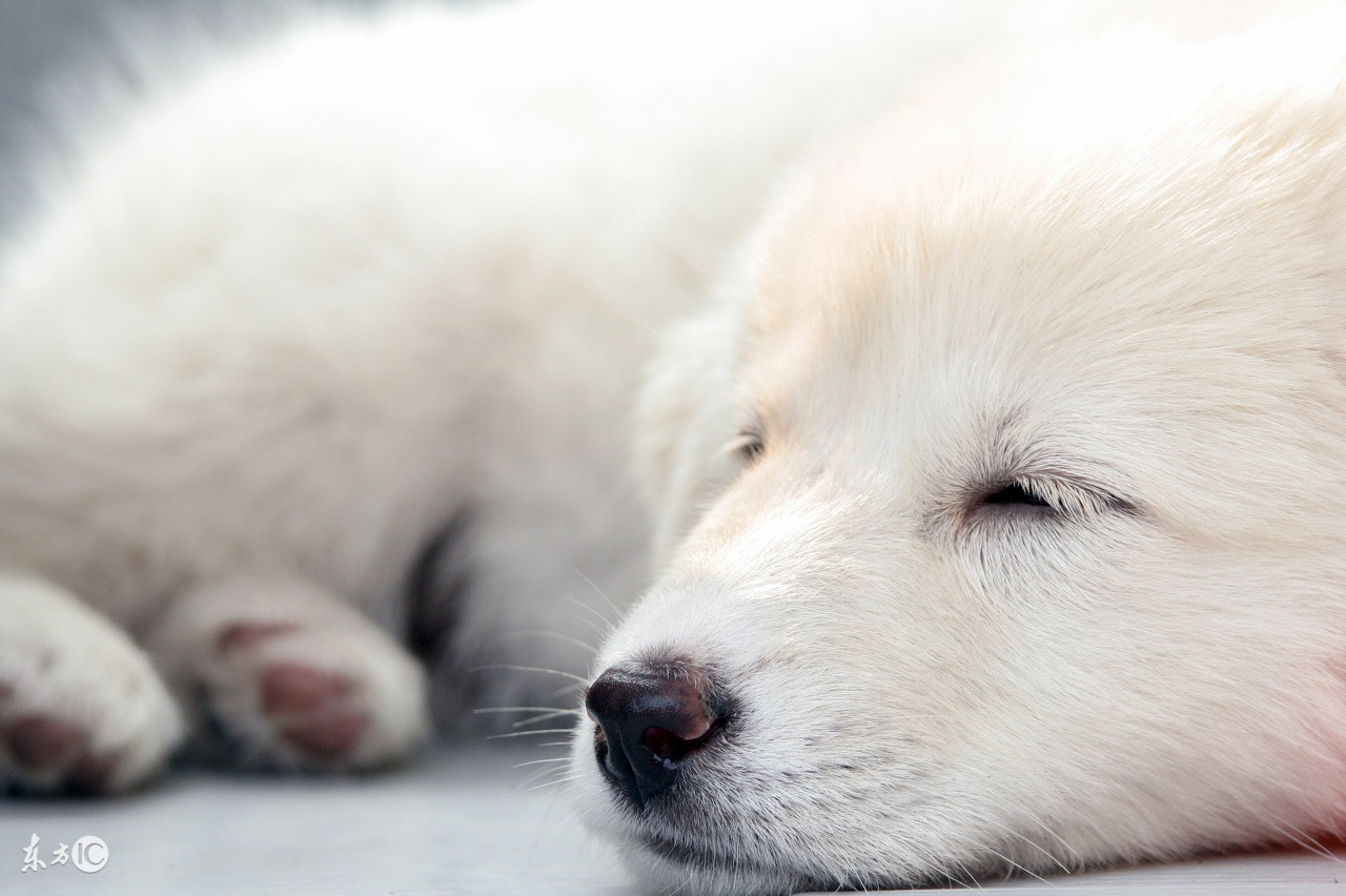 狗狗常见病症状及急救方法,简单易学的狗狗急救方法