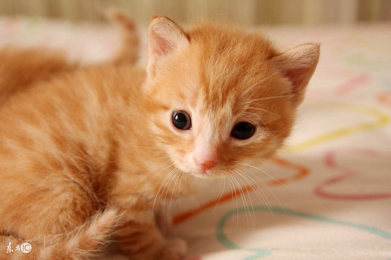 猫咪掉毛粘的衣服到处都是怎么办,猫咪掉毛严重这6招轻松解决问题