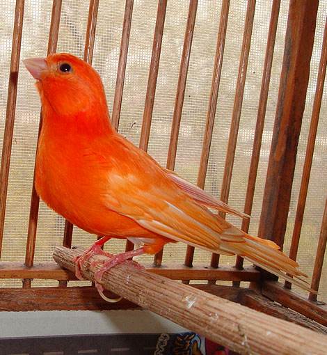 小型粘人的鸟类宠物有哪些,白领适合养什么宠物鸟类