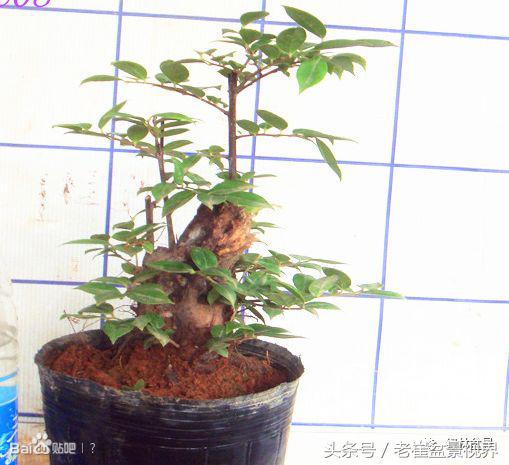 乌饭树做盆景教程,大叶乌饭树和小叶乌饭树都开花吗