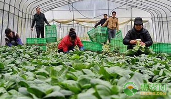 养殖合作社转劳务合作社,怎么建立农村养殖合作社