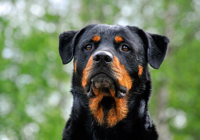 狗狗鼻子总是湿湿的怎么回事,狗狗鼻子很湿怎么回事有水