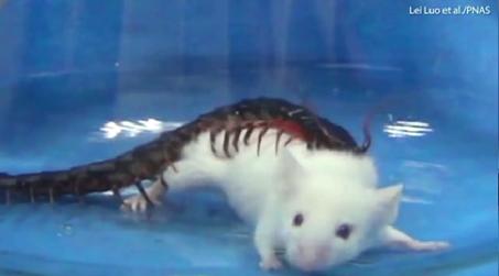 金头蜈蚣30秒毒死小白鼠,蜈蚣毒死小鸡视频