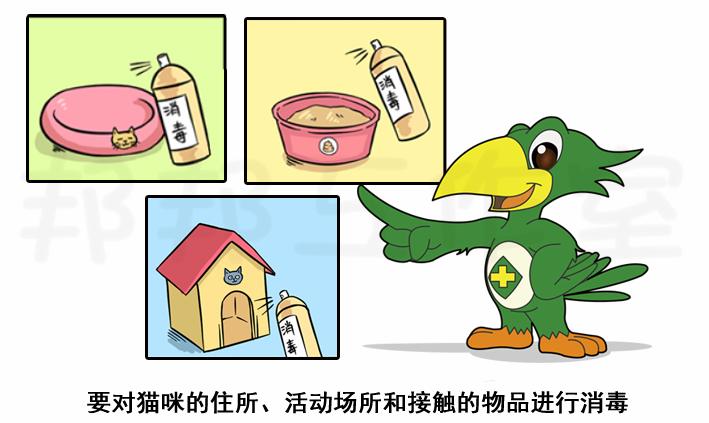 养猫容易得猫癣传染孩子,人被猫传染猫癣怎么才能治好