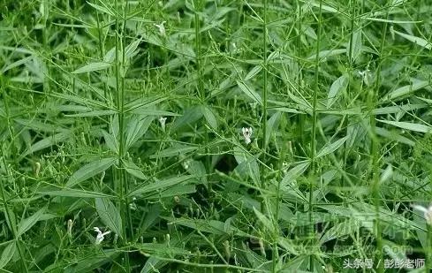每日一学草药精彩分享,每日跟师学一学草药威灵仙