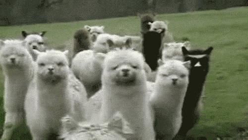 阿尔巴卡到底是什么，最近都火爆了，怎么区分真假呢？