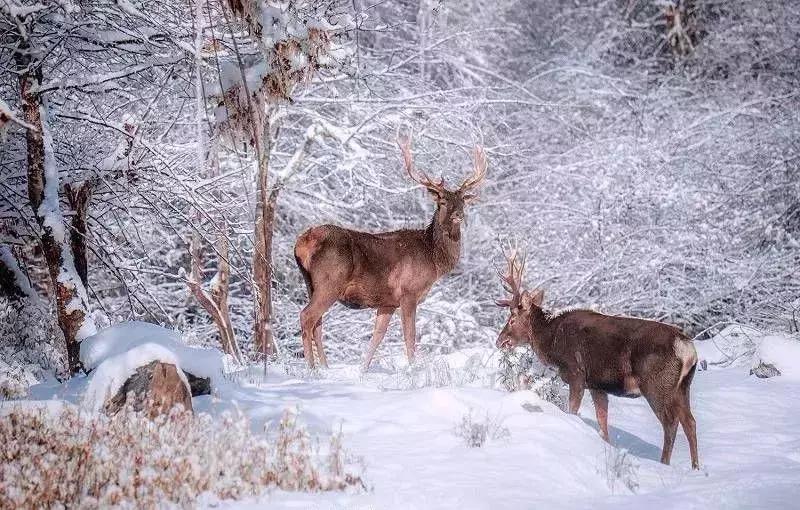 成都附近玩雪攻略少走路,成都内冬季玩雪攻略
