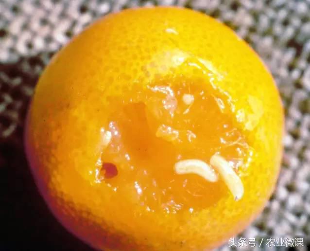橘树生虫用什么药防治,八种害虫