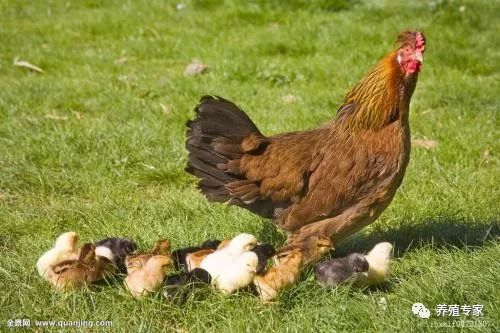 防止母鸡吃蛋的办法,母鸡吃鸡蛋有什么办法