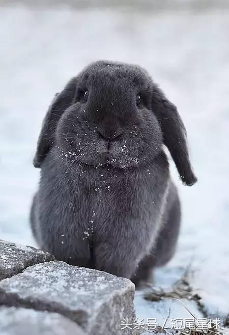 如何给兔子洗澡不出问题,怎么给兔子洗澡