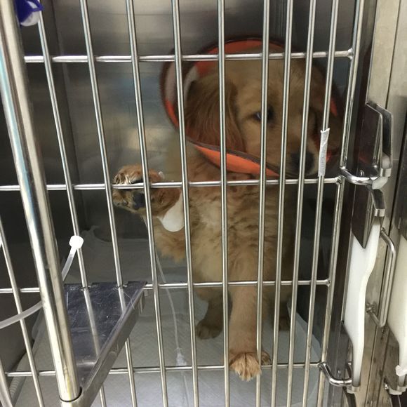 金毛8个月得了细小自救,两个月狗狗得了细小和冠状