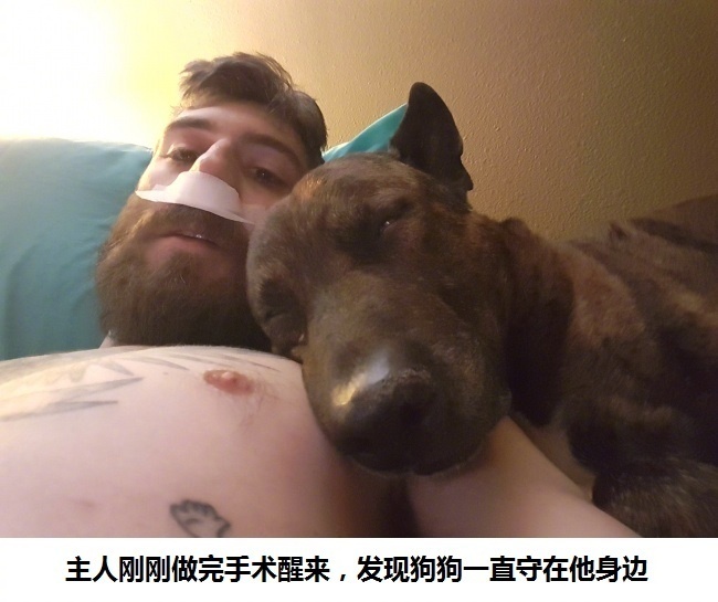 狗狗真好,情多话少——今天来吸吸狗吧~