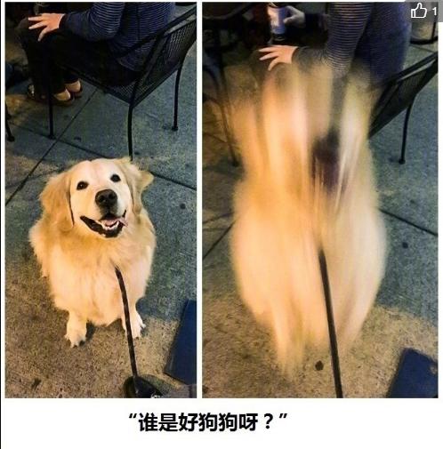 狗狗真好,情多话少——今天来吸吸狗吧~