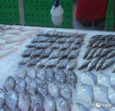 水产养殖技术干货,带鲜味的动物食材