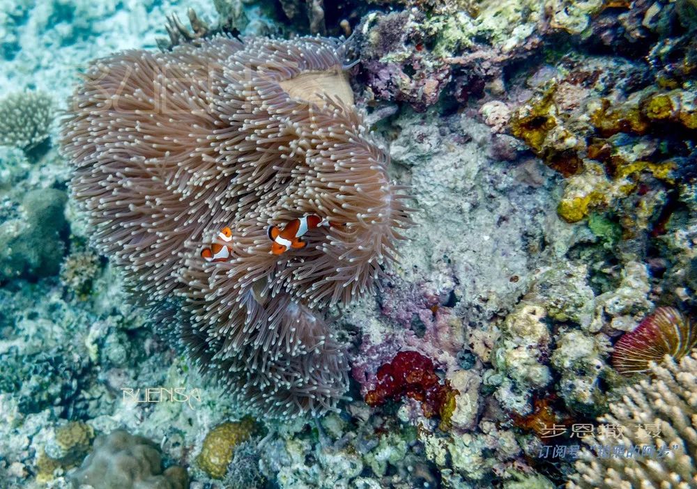 菲律宾好玩的特产,菲律宾什么便宜