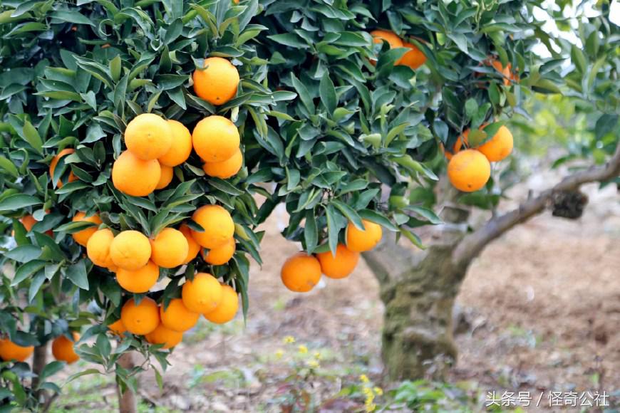 柑橘防寒防冻最佳方法,柑橘冻害防御措施图解