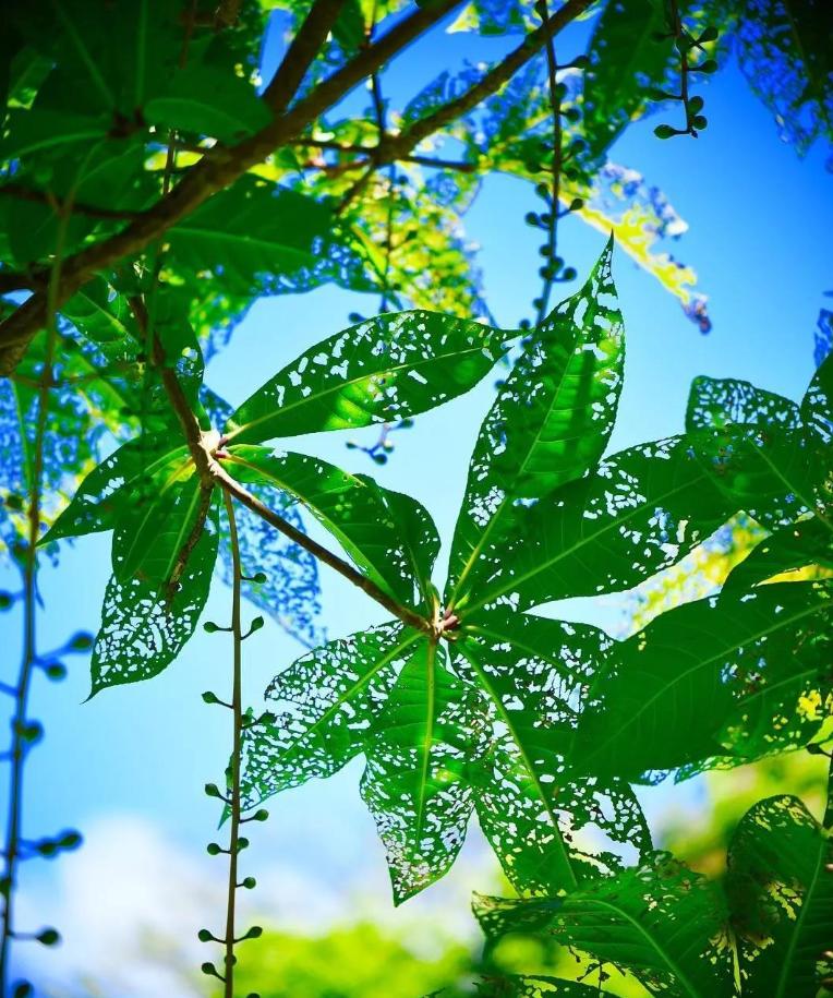 侏罗纪世界公园取景地,侏罗纪公园拍摄地点在哪里